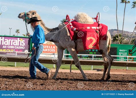 Betting on horse riding and camel racing .